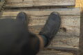SHIMANO Shoes SHAM903 black